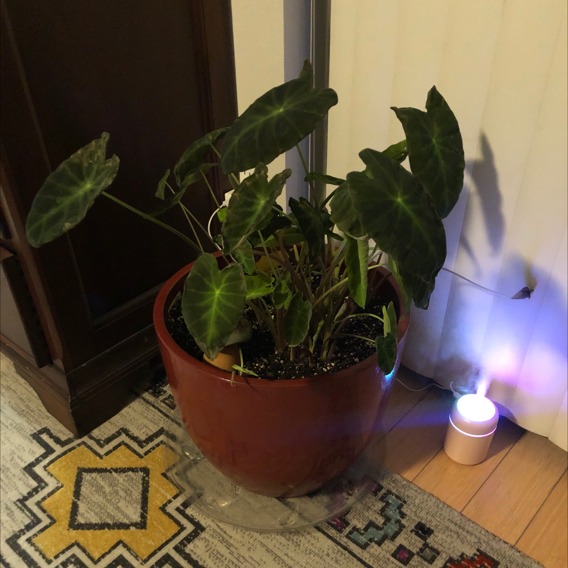 Colocasia 'Black Beauty' plant in a pot indoors, with dark healthy leaves.