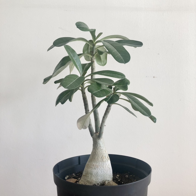 Photo of the plant species Desert Rose by @TastefulMizuna named Mochi on Greg, the plant care app