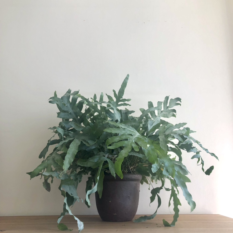 Photo of the plant species Blue Star Fern by @TastefulMizuna named Sage on Greg, the plant care app