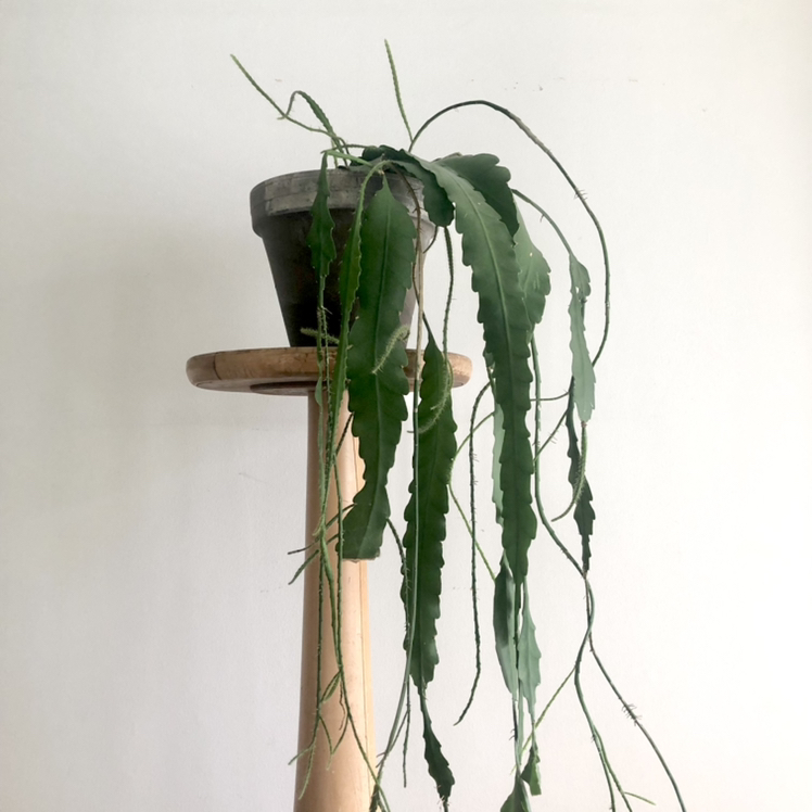 Red Orchid Cactus in a pot on a stand with long, trailing green stems.