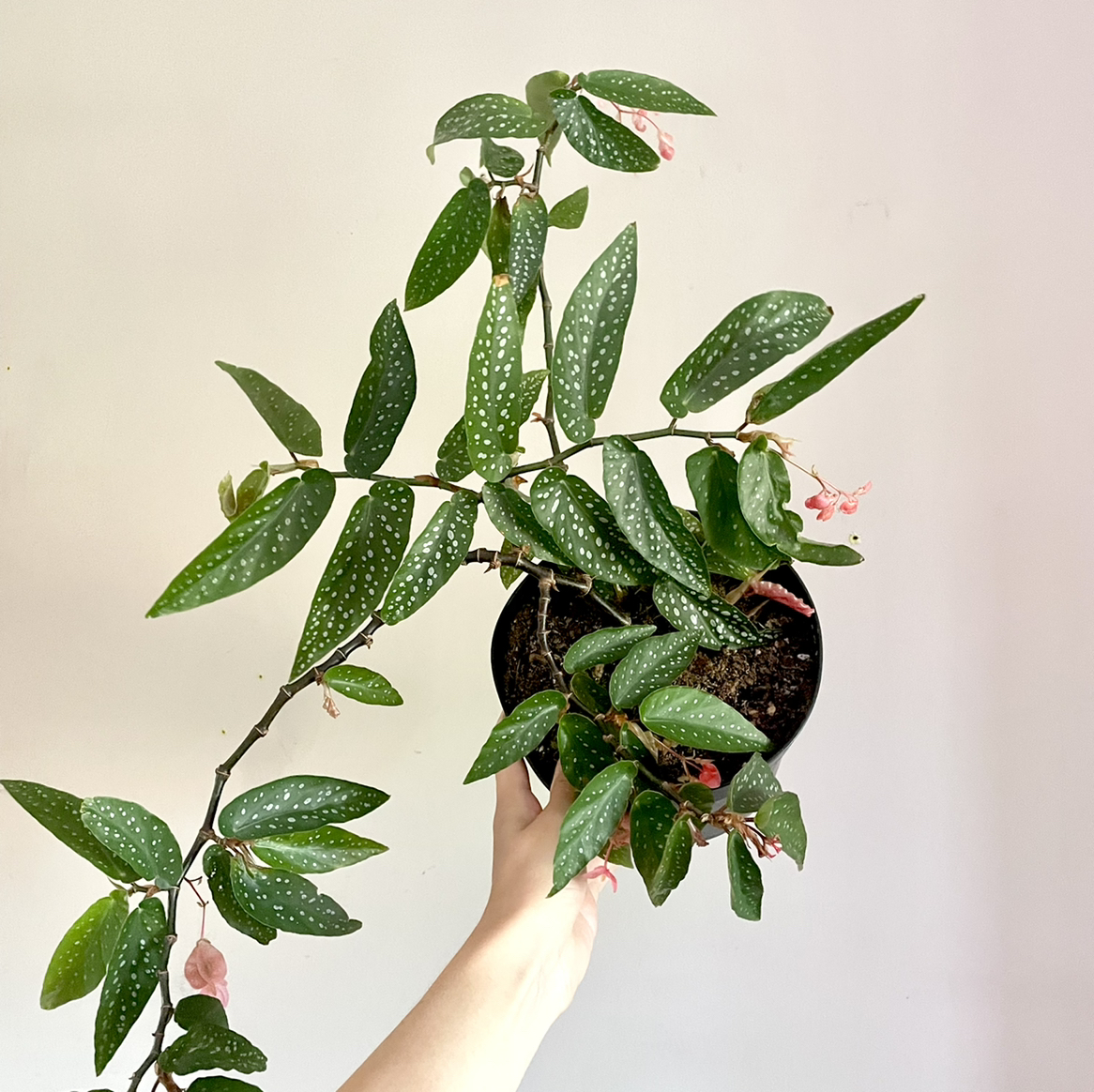 Photo of the plant species Begonia albopicta 'Rosea' by @TastefulMizuna named Bodil on Greg, the plant care app