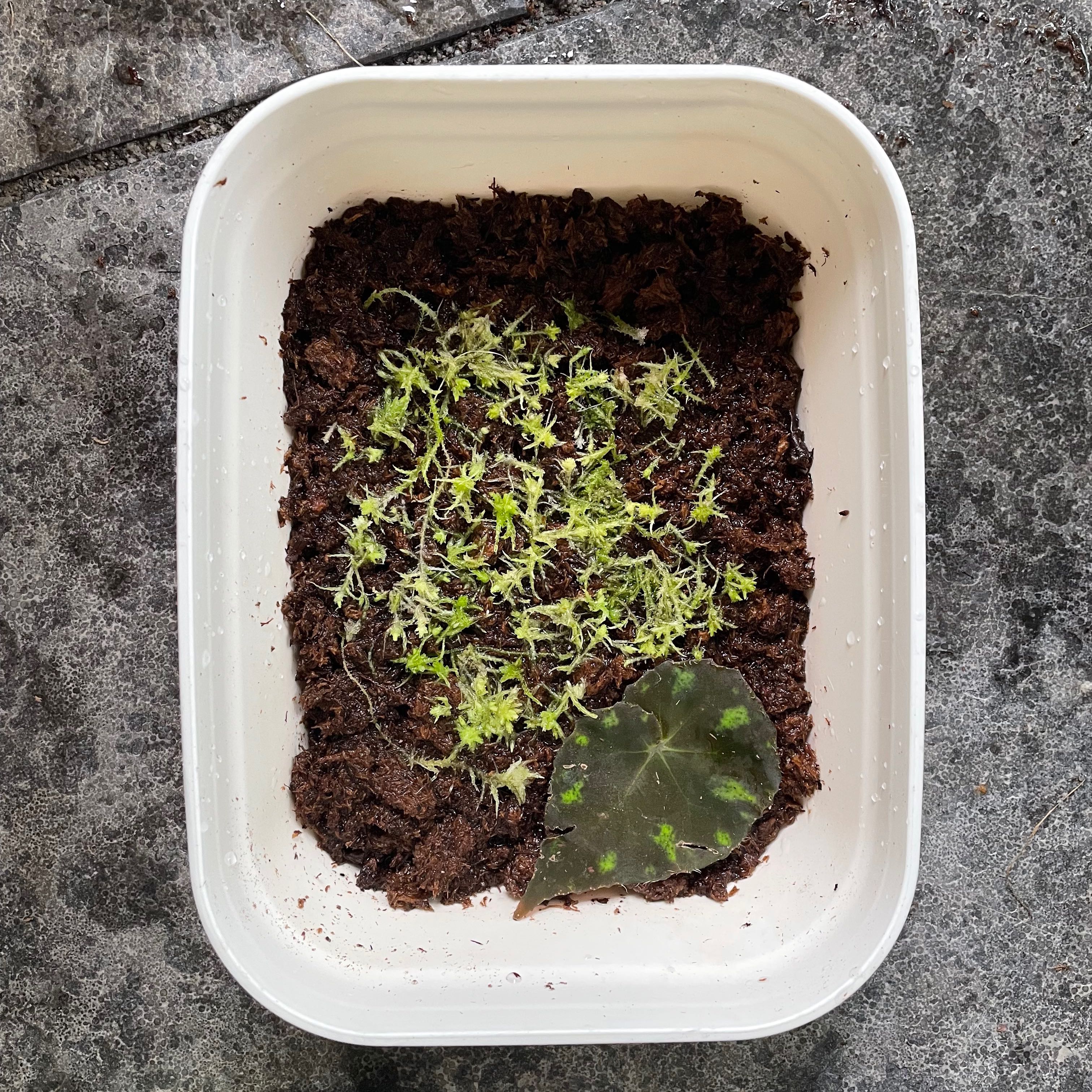 Plant care for Sphagnum magellanicum on Greg, the plant care app