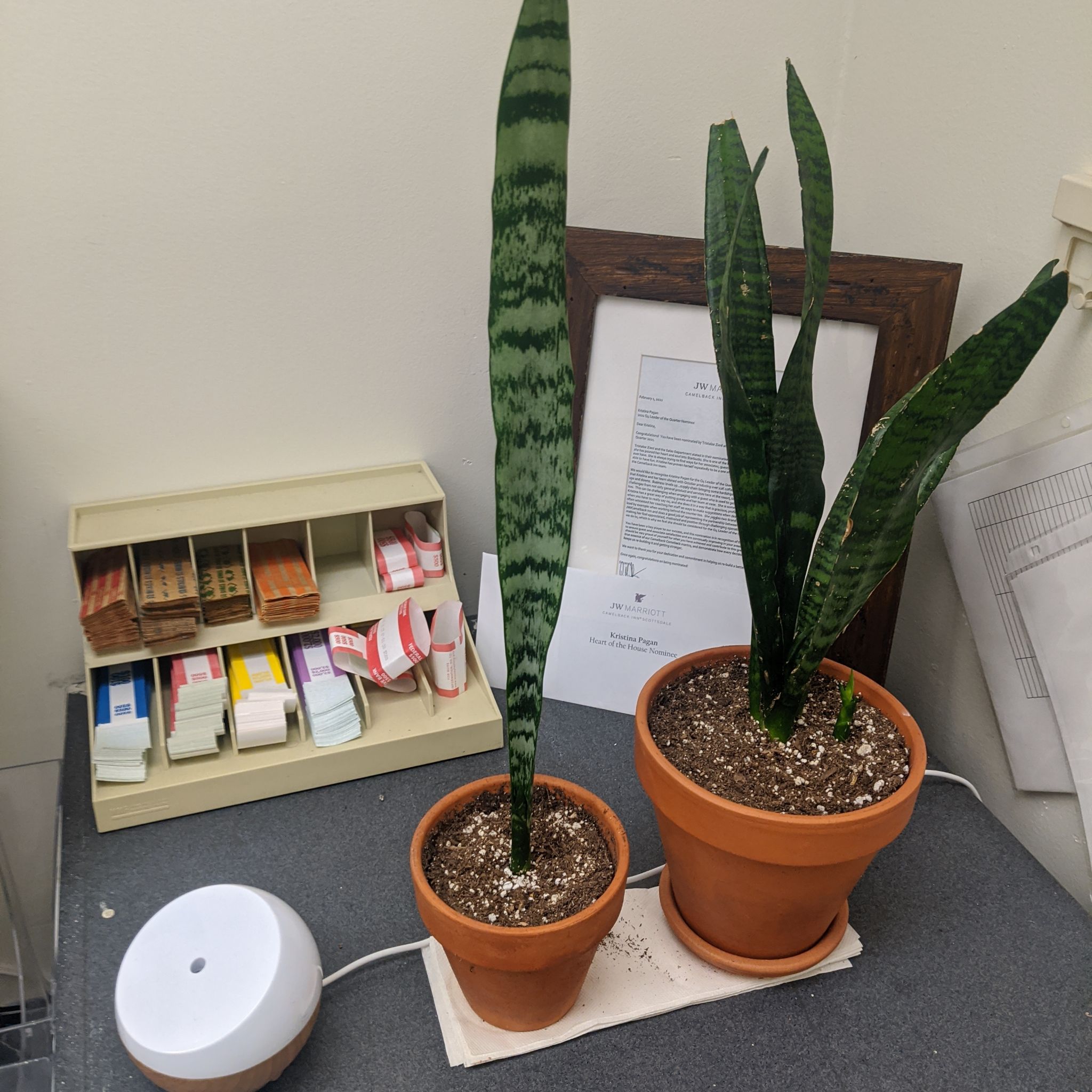 Two healthy Black Coral Snake Plants in pots on a table with visible soil.