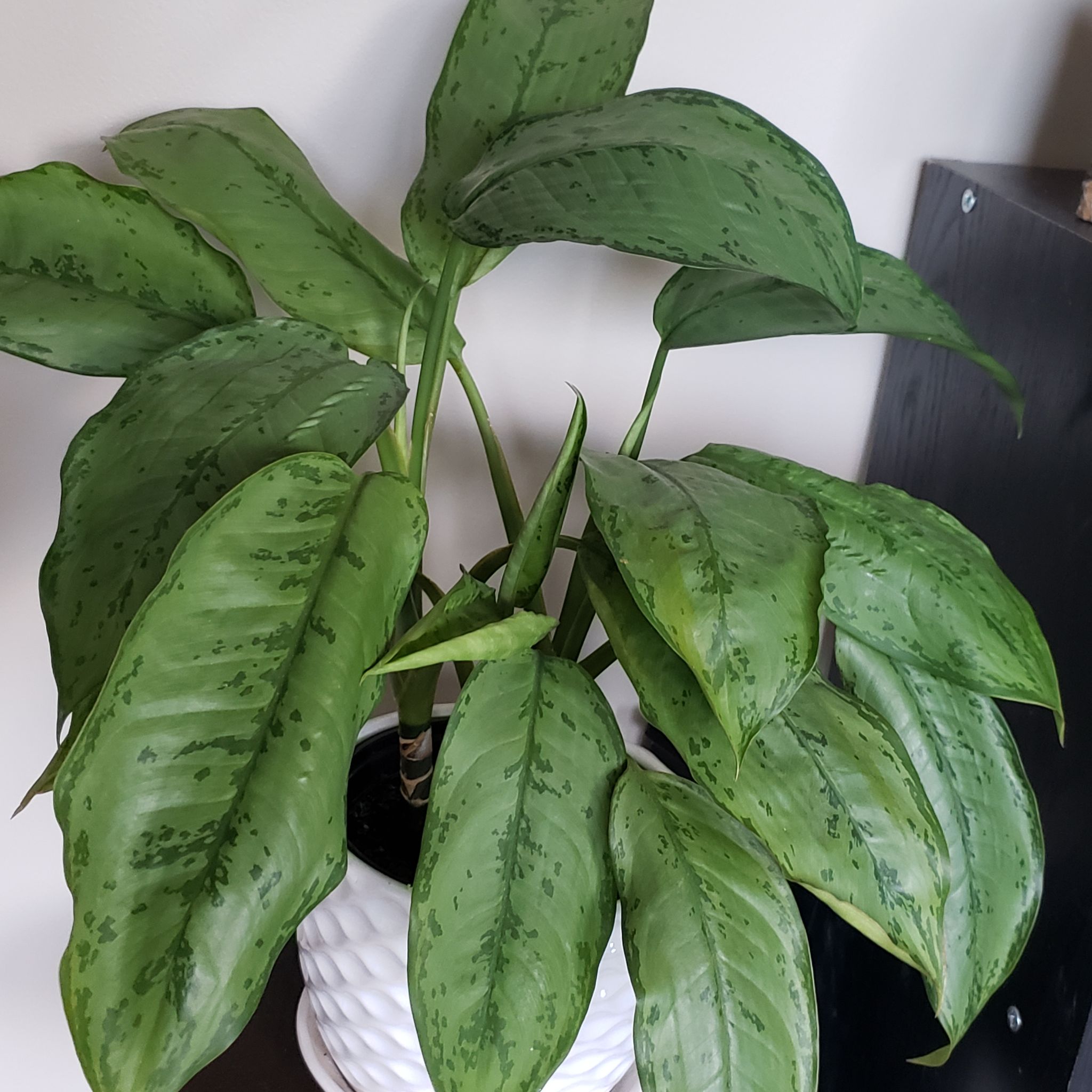 Photo of the plant species Aglaonema 'Silver III' by @wateryourplants named Chinese Evergreen on Greg, the plant care app