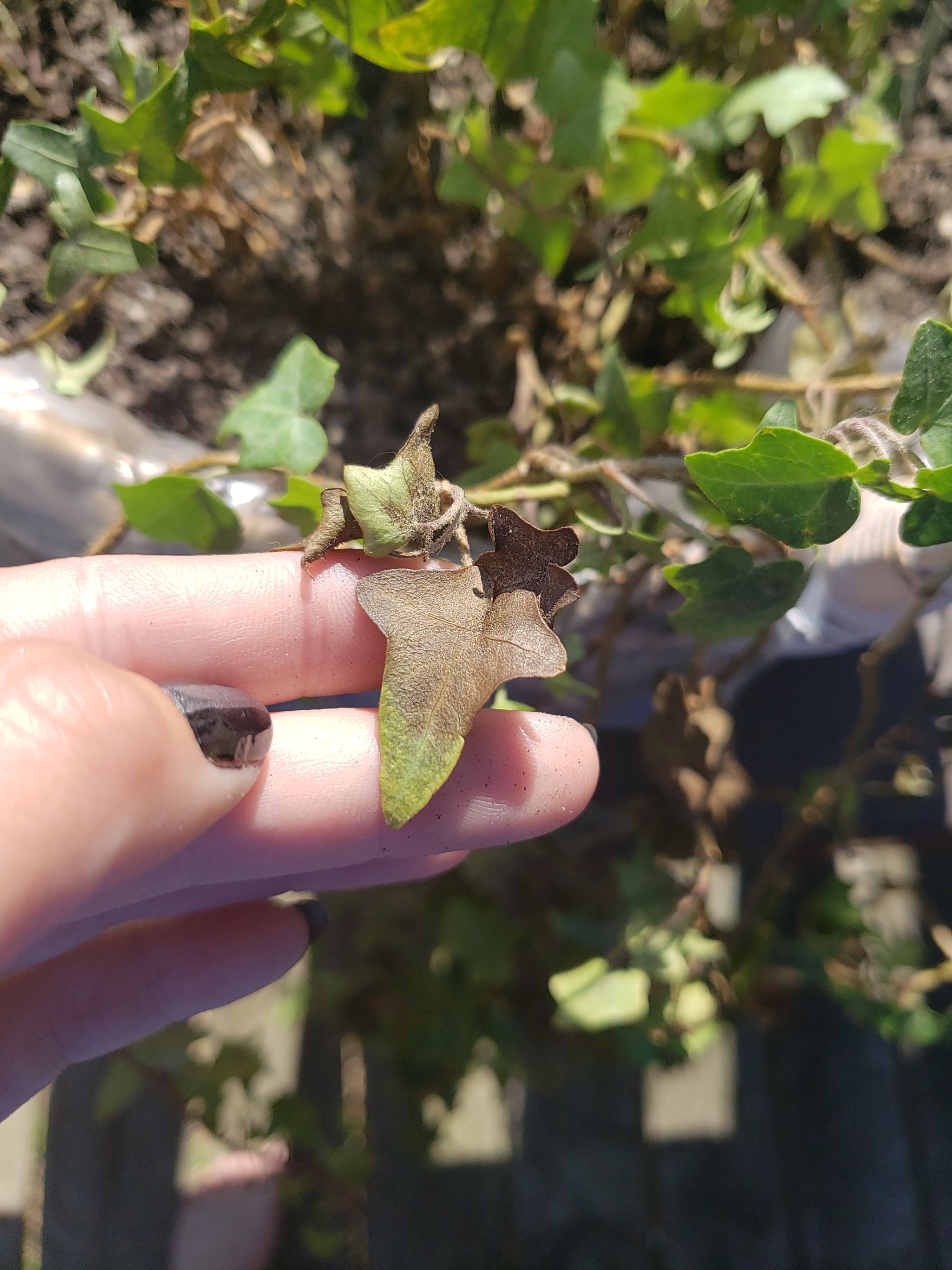 Somebody please help me save my ivy plant 😢