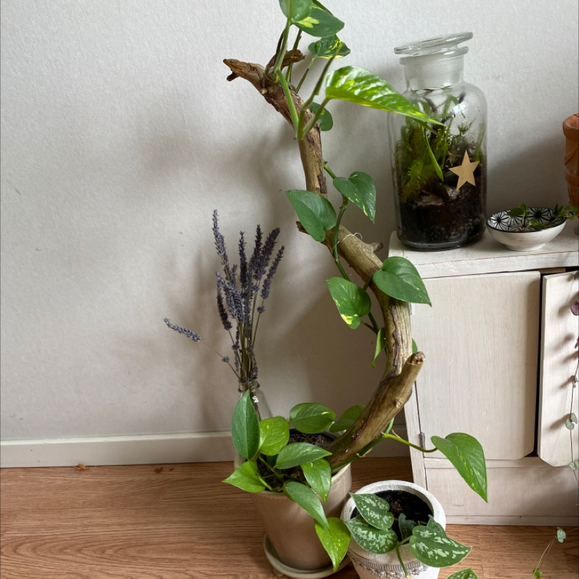 Photo of the plant species Asian Form Epipremnum Pinnatum by @SassyDidelta named Nochu on Greg, the plant care app