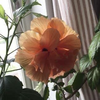 Chinese Hibiscus plant in Somewhere on Earth