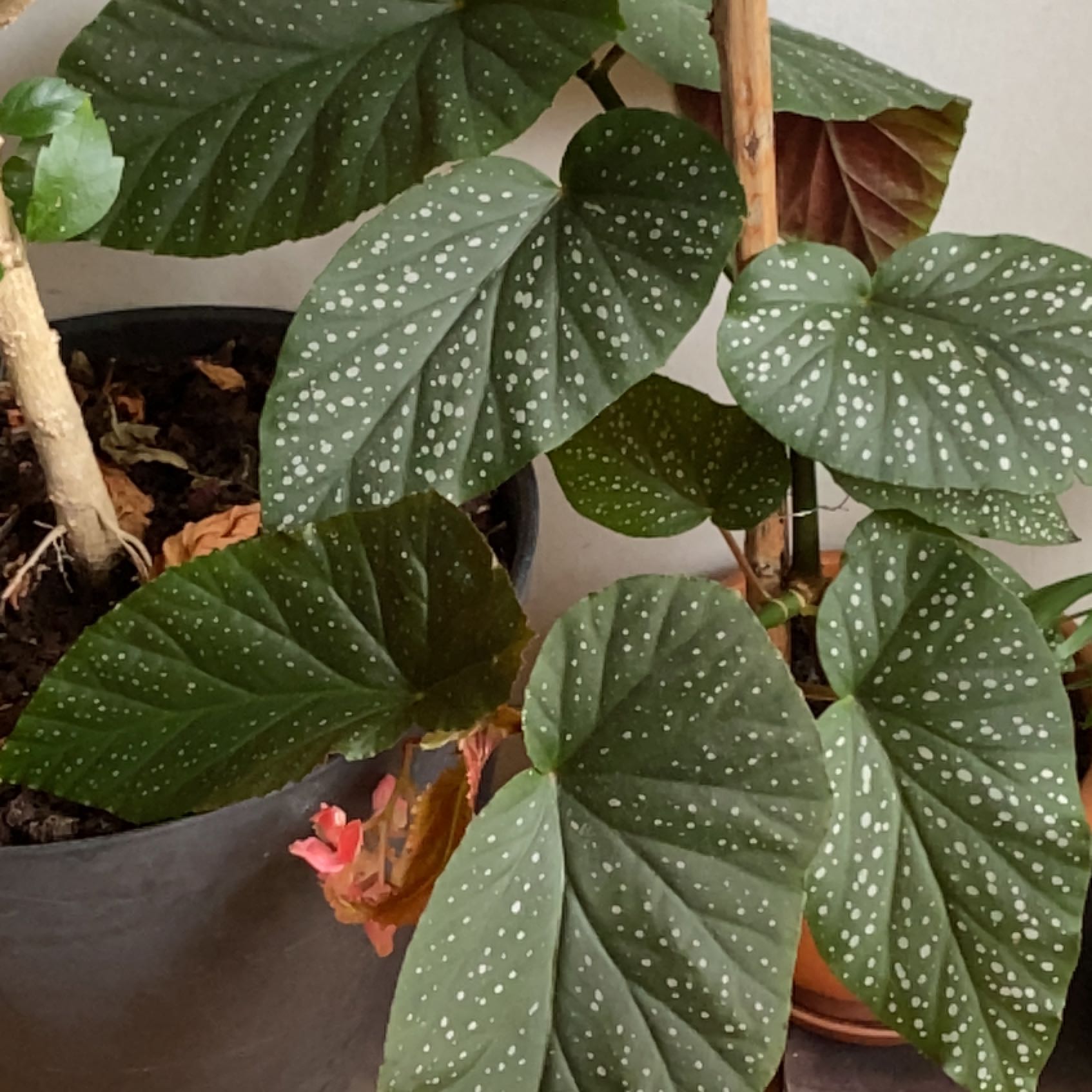 Light Requirements For Your Angel Wing Begonia