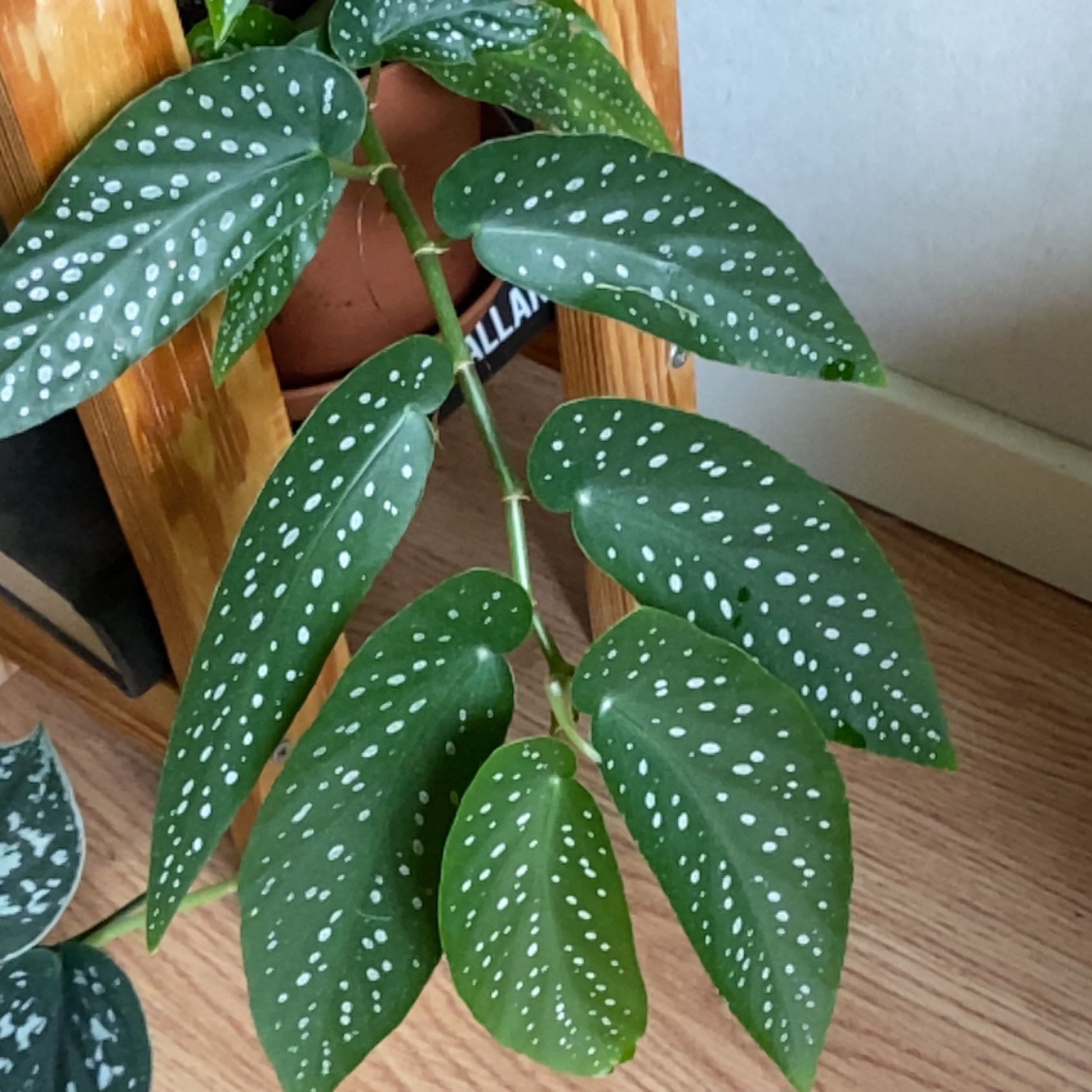 Photo of the plant species Begonia albopicta 'Rosea' by @SassyDidelta named Muhammad Ali on Greg, the plant care app