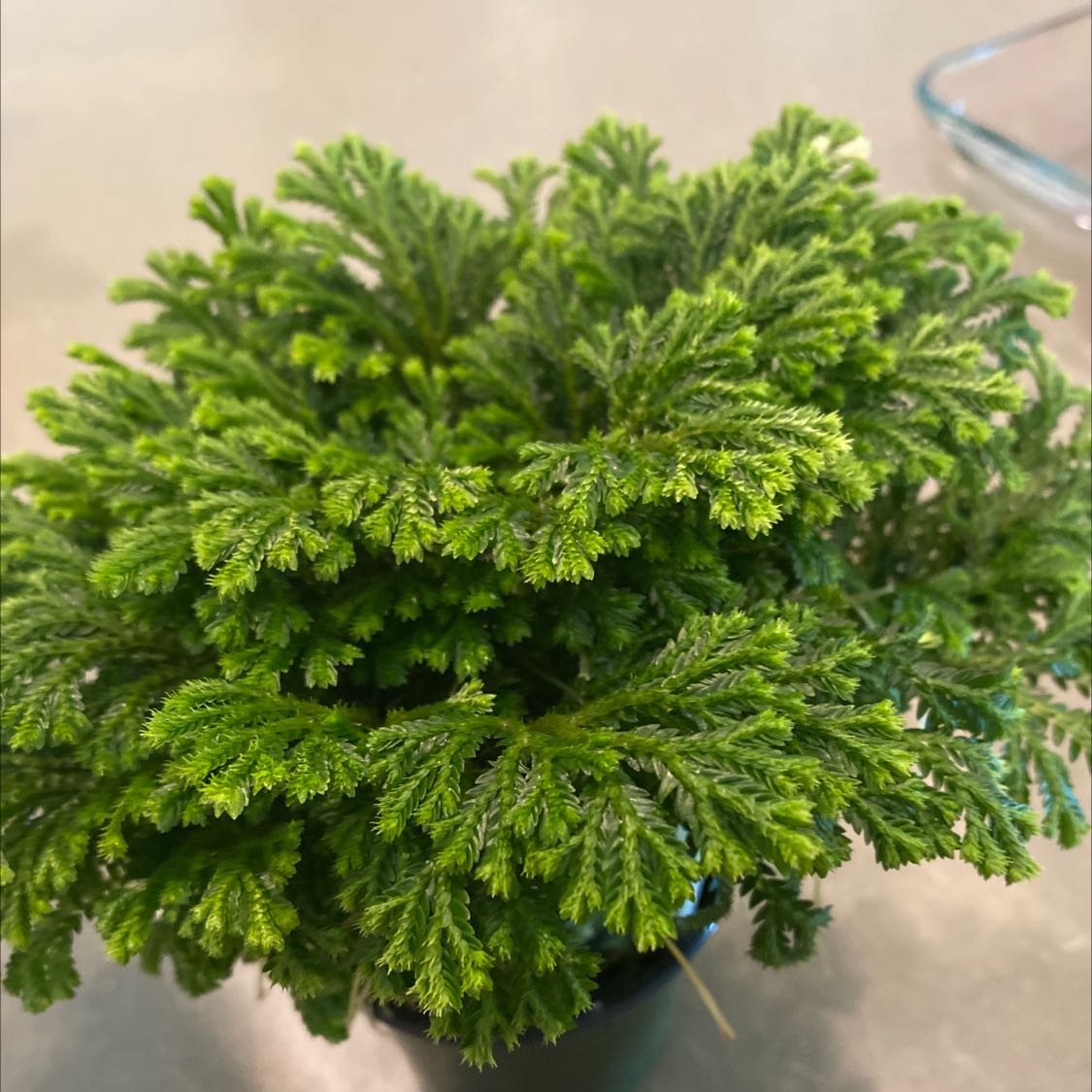 Healthy, lush Selaginella kraussiana plant with dense, feathery bright green foliage, well-framed and in focus.