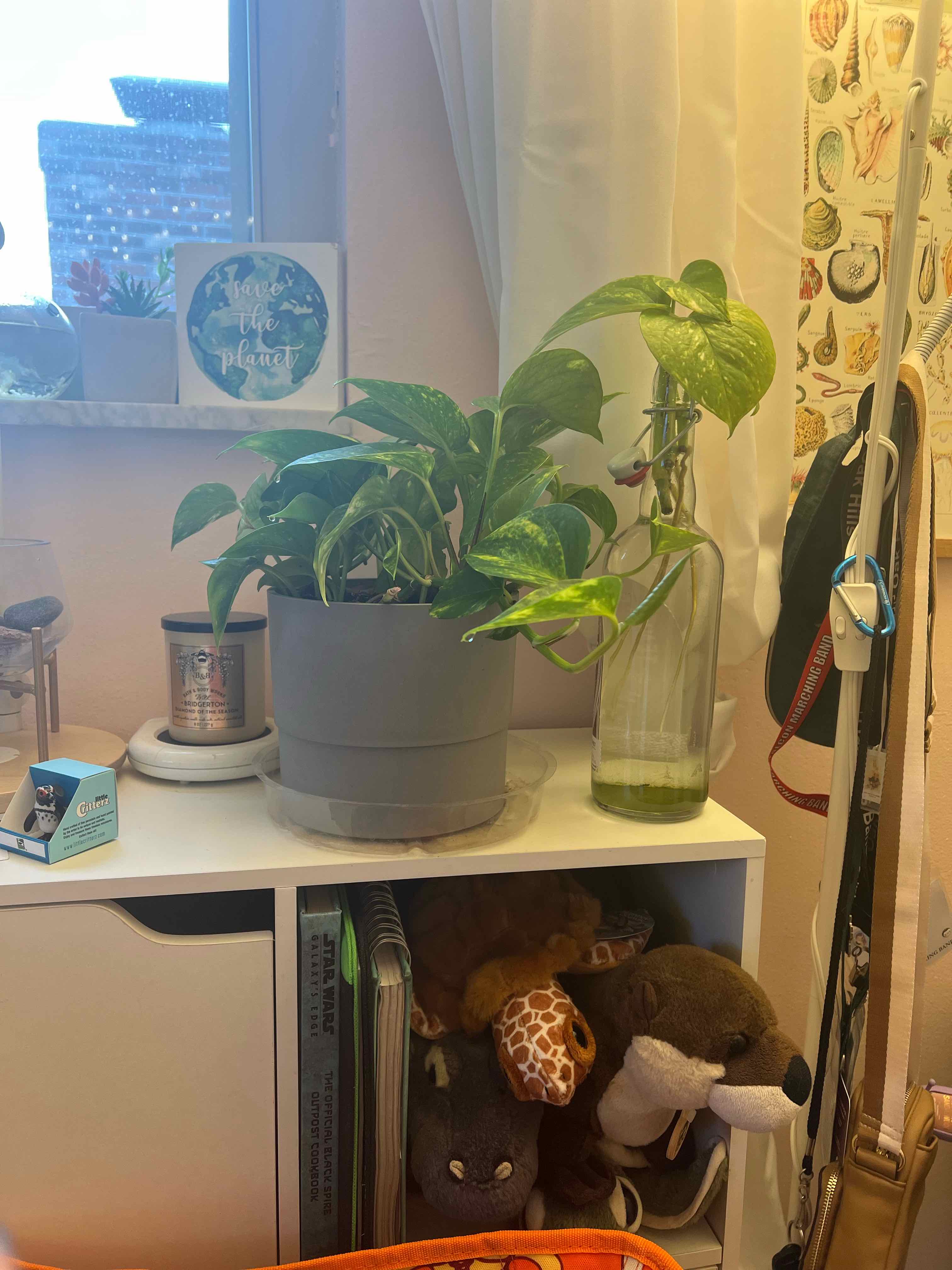 Taro Vine plant photo by @katiebud named Pietro on Greg, the plant care app.