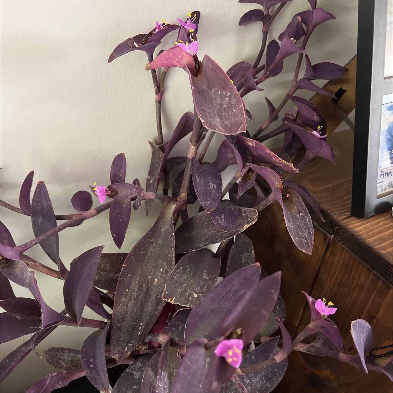 Photo of the plant species Purple Heart by @SoughtafterTule named Purple Queen on Greg, the plant care app