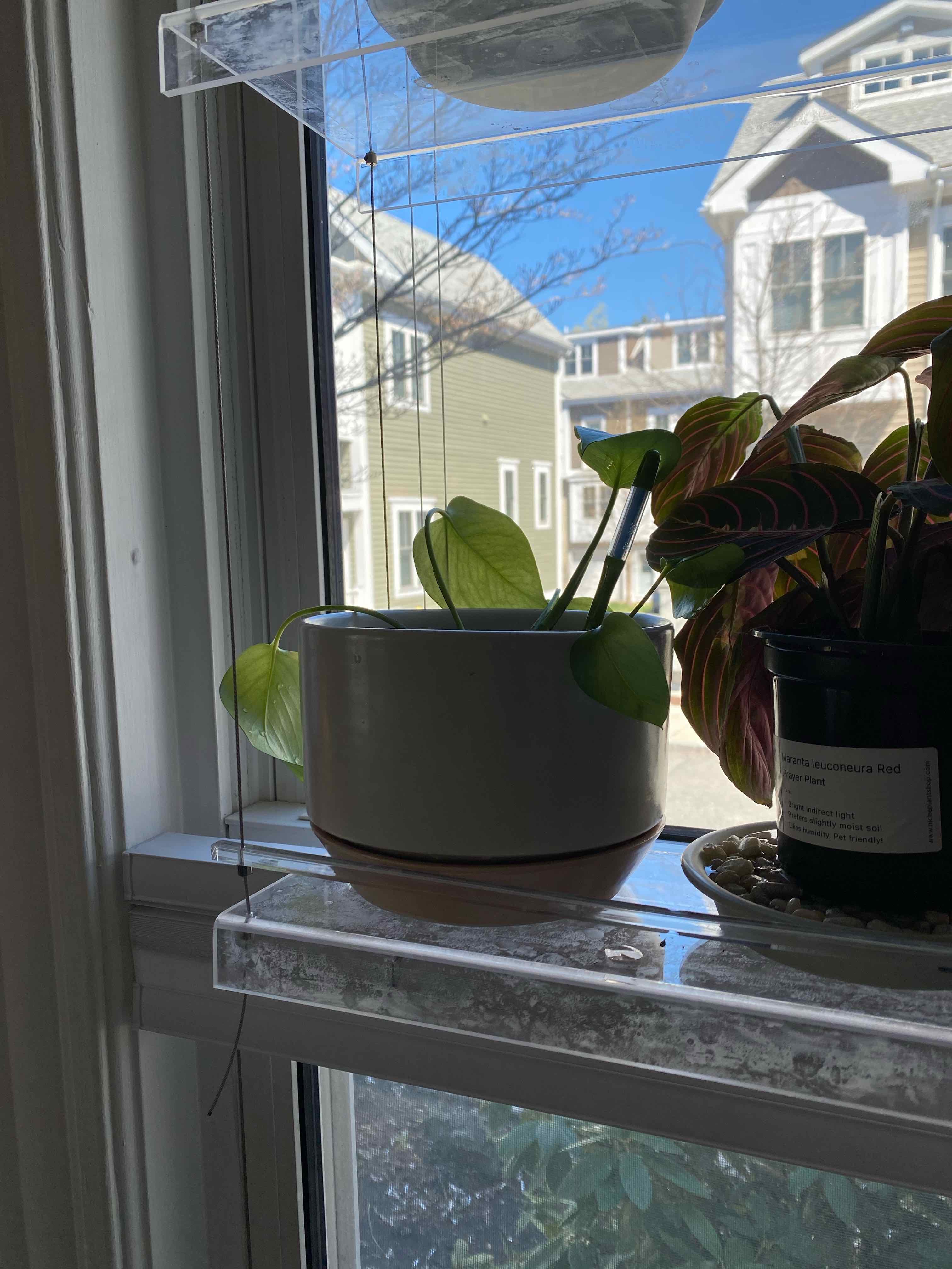 Golden Pothos plant on a windowsill with some yellowing leaves, background shows houses and trees.
