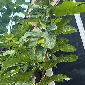 Photo of the plant species Apple of Peru by @ArtisteSourwood named Muhammad Ali on Greg, the plant care app