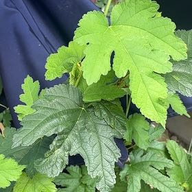 Photo of the plant species White Mulberry by @ArtisteSourwood named Taylor Swift on Greg, the plant care app