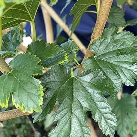 Photo of the plant species White Mulberry by @ArtisteSourwood named Sproutacus on Greg, the plant care app