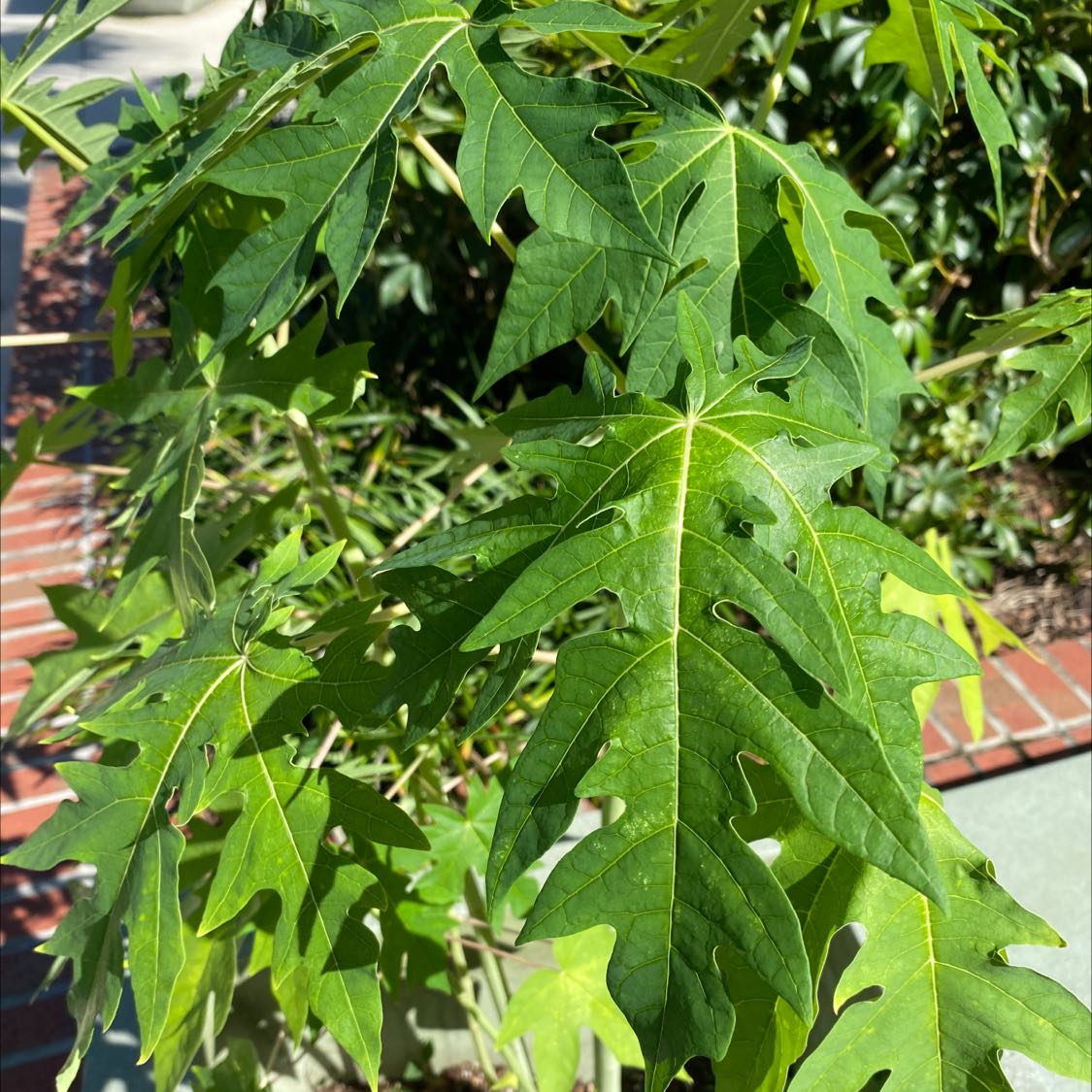 Healthy Papaya plant with vibrant green, lobed leaves.