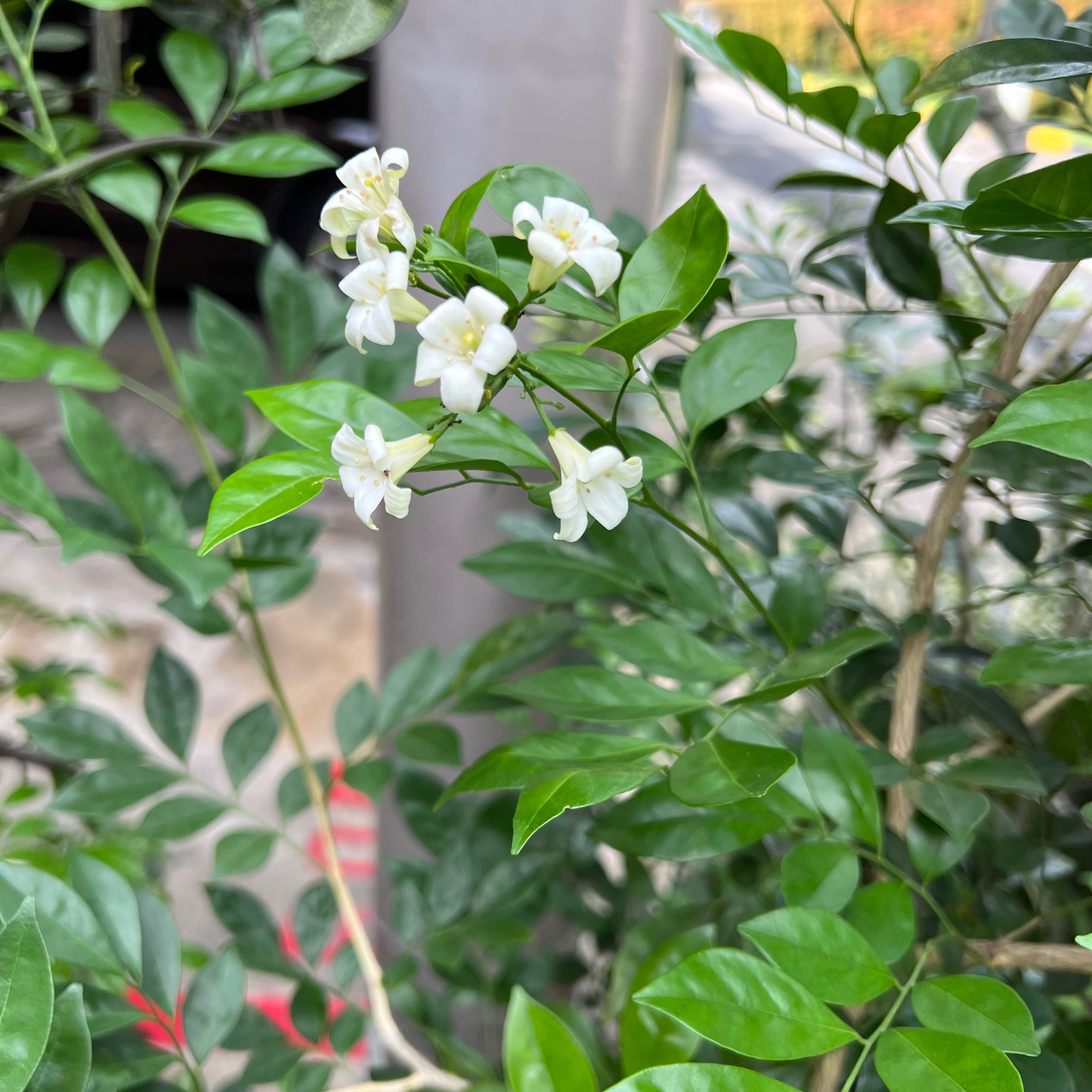 Close-up of healthy Arabian Jasmine plant with abundant white flowers and glossy green leaves growing outdoors.