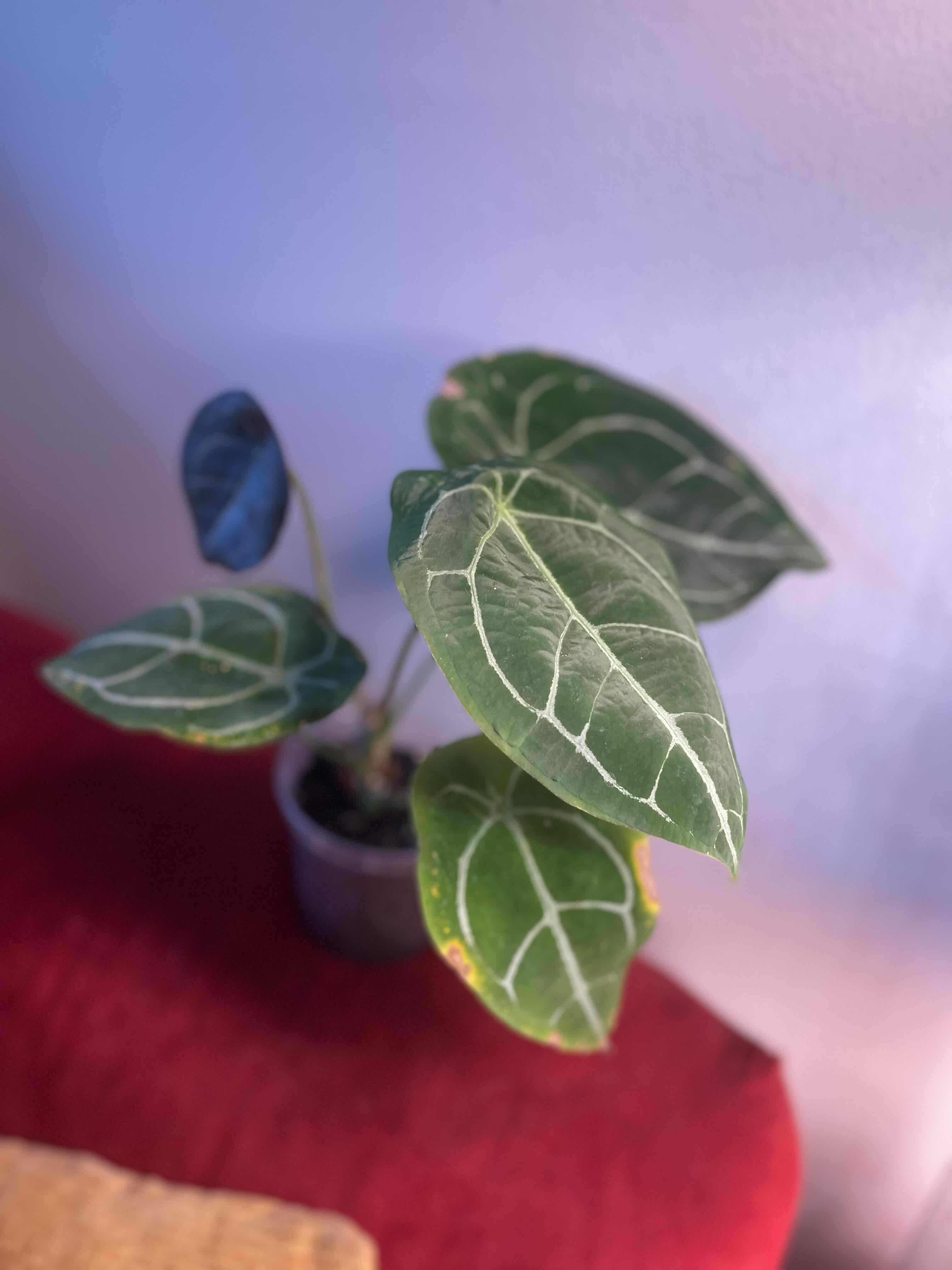 Anthurium forgetii plant with prominent white veins and some yellowing at the edges of the leaves.