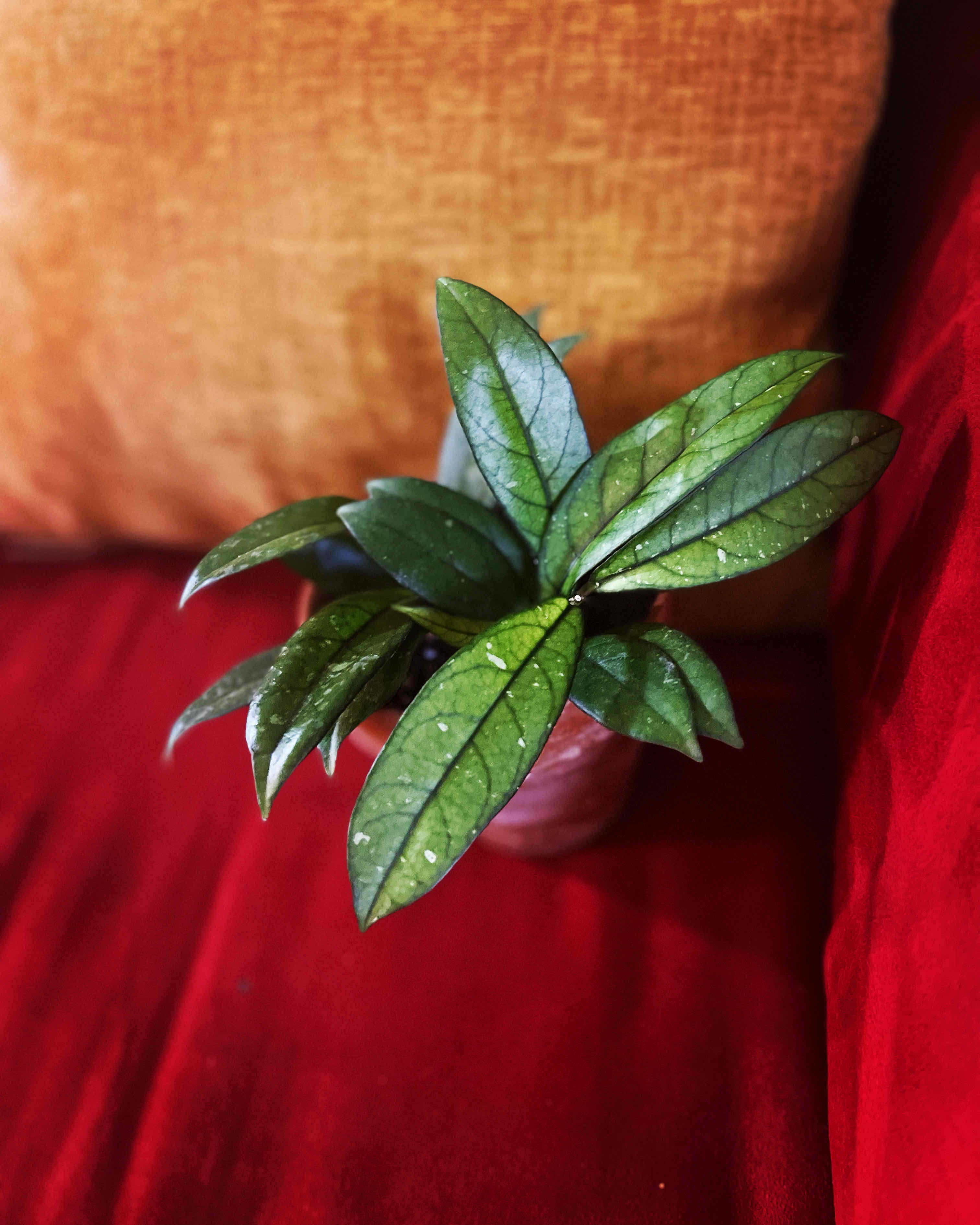 Hoya crassipetiolata plant with dark green leaves in a pot against a colorful background.