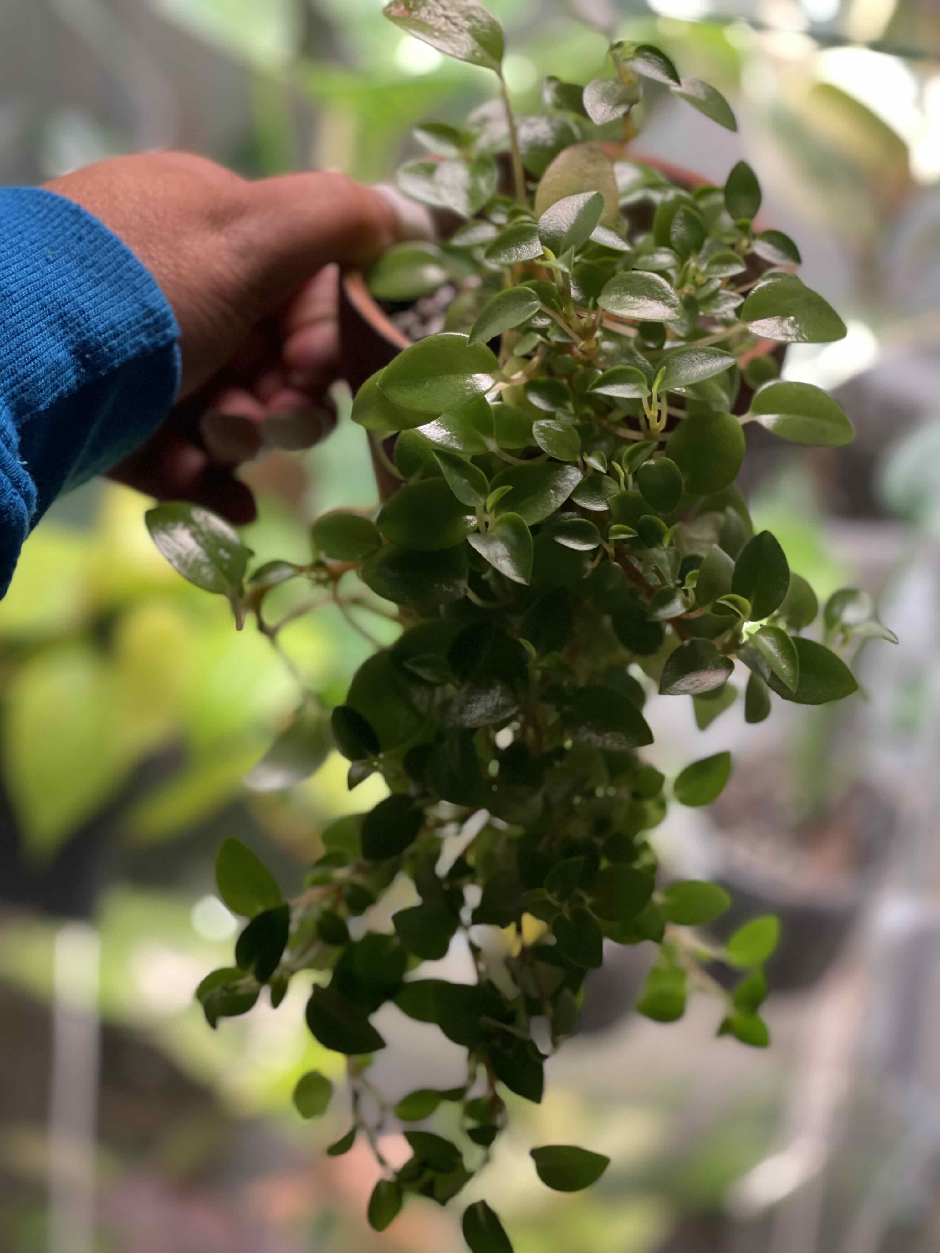 A healthy Peperomia deppeana plant with vibrant green leaves, held by a hand.