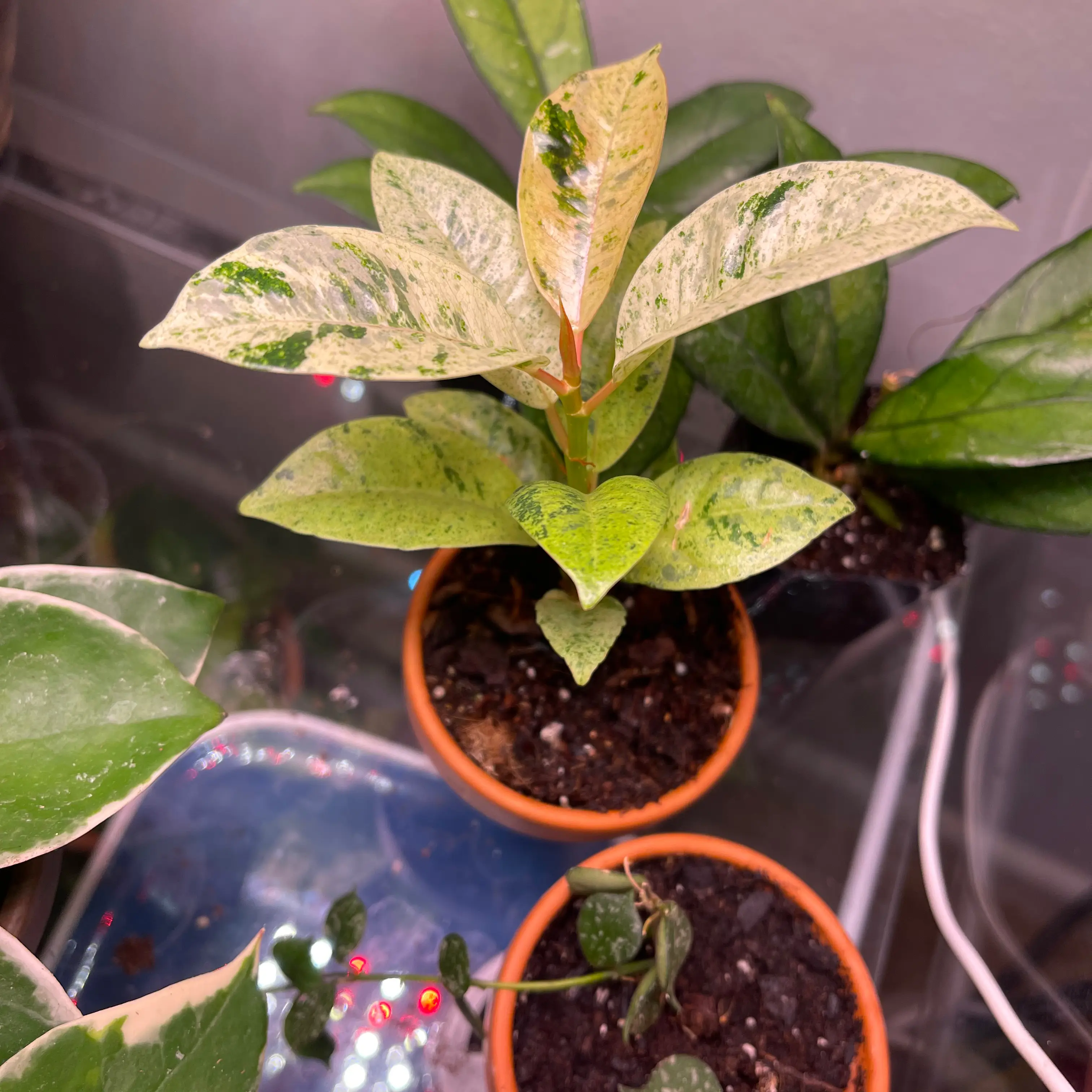 Ficus elastica 'Shivereana' plant in a pot with variegated leaves, visible soil, and no signs of disease.