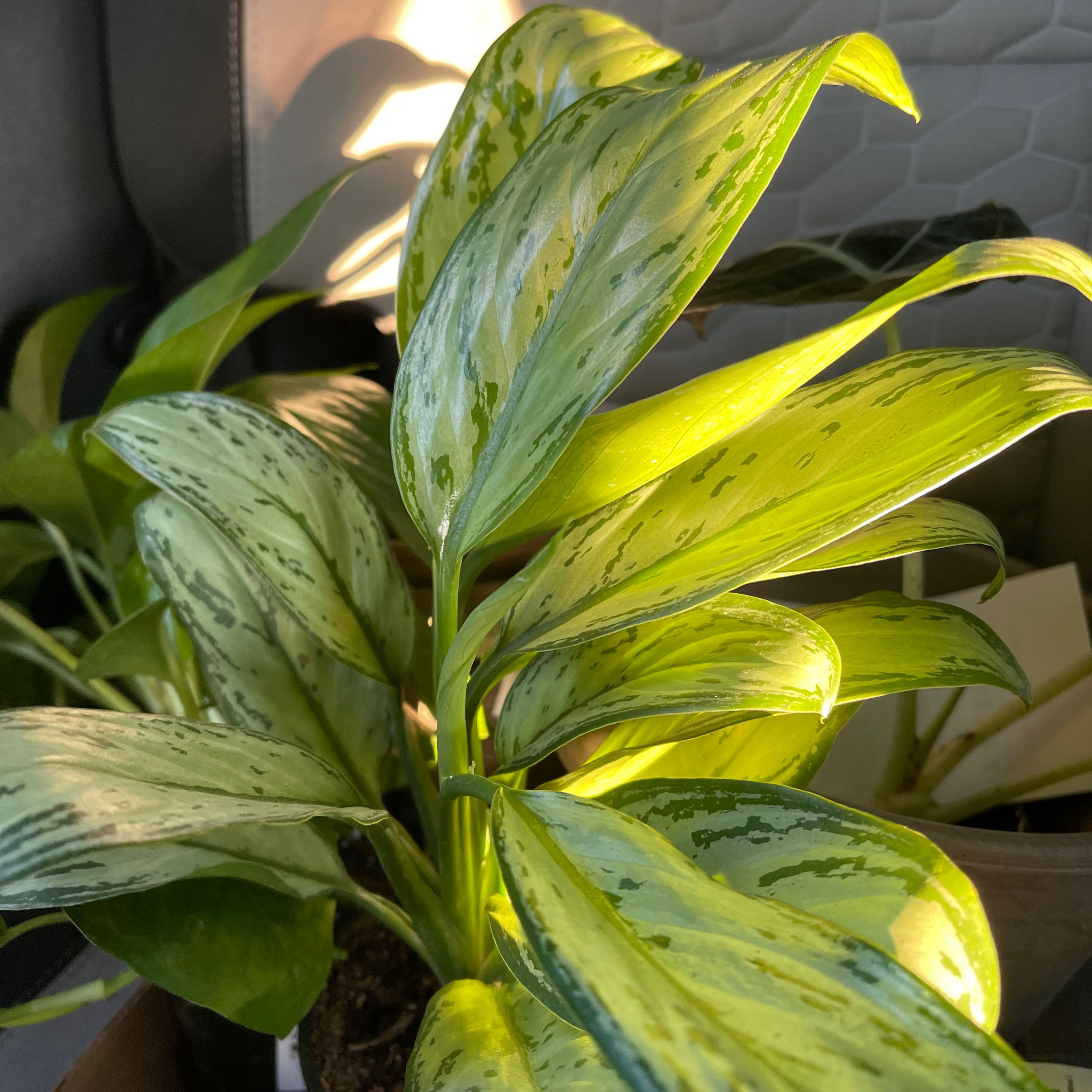 Photo of the plant species Chinese Evergreen by @Ellasoasis89 named Your plant on Greg, the plant care app