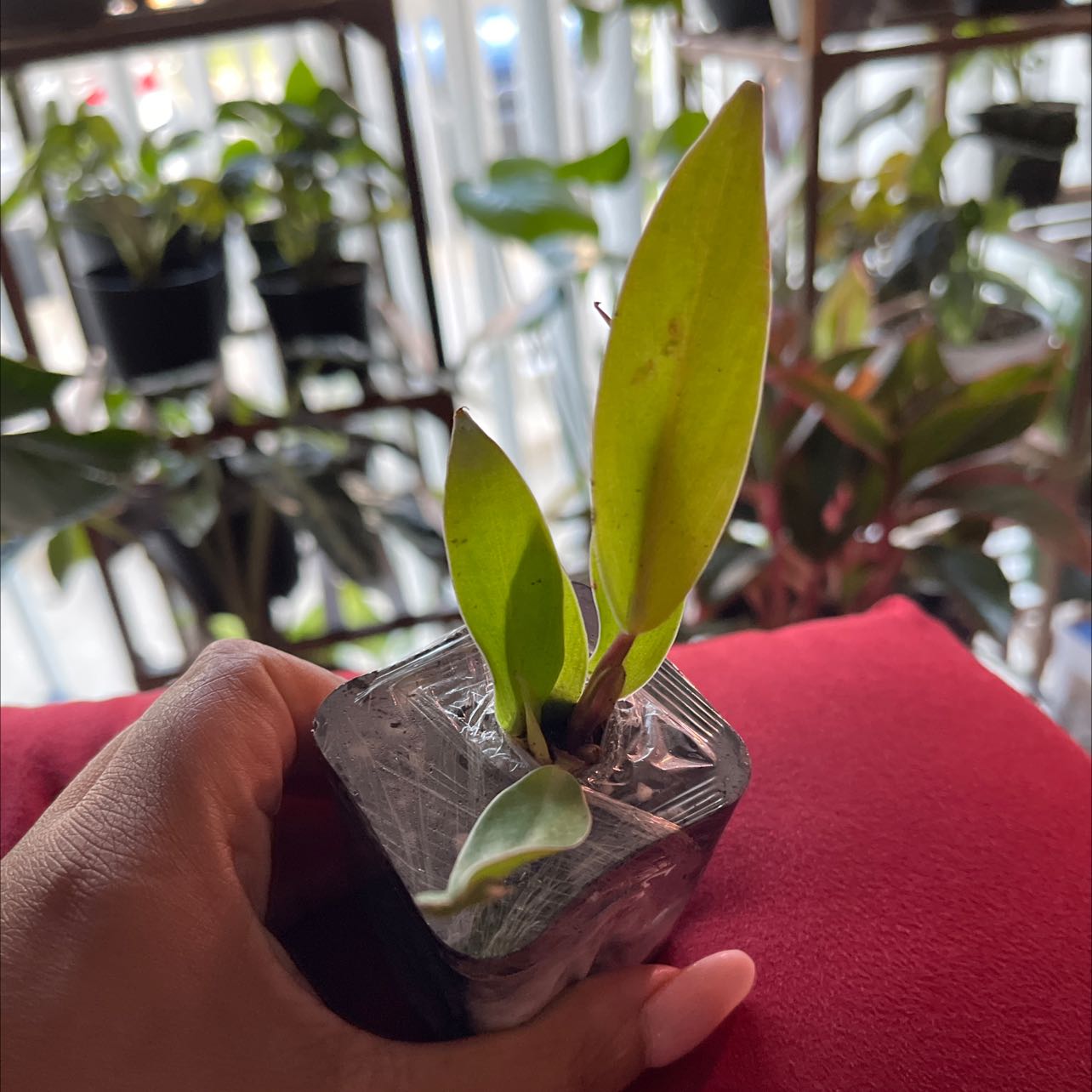 A small Cockleshell Orchid plant in a pot, held by a hand, with other plants in the background.