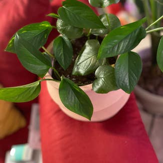 Golden Pothos plant in District Heights, Maryland