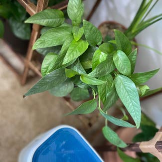 Cebu Blue Pothos plant in District Heights, Maryland