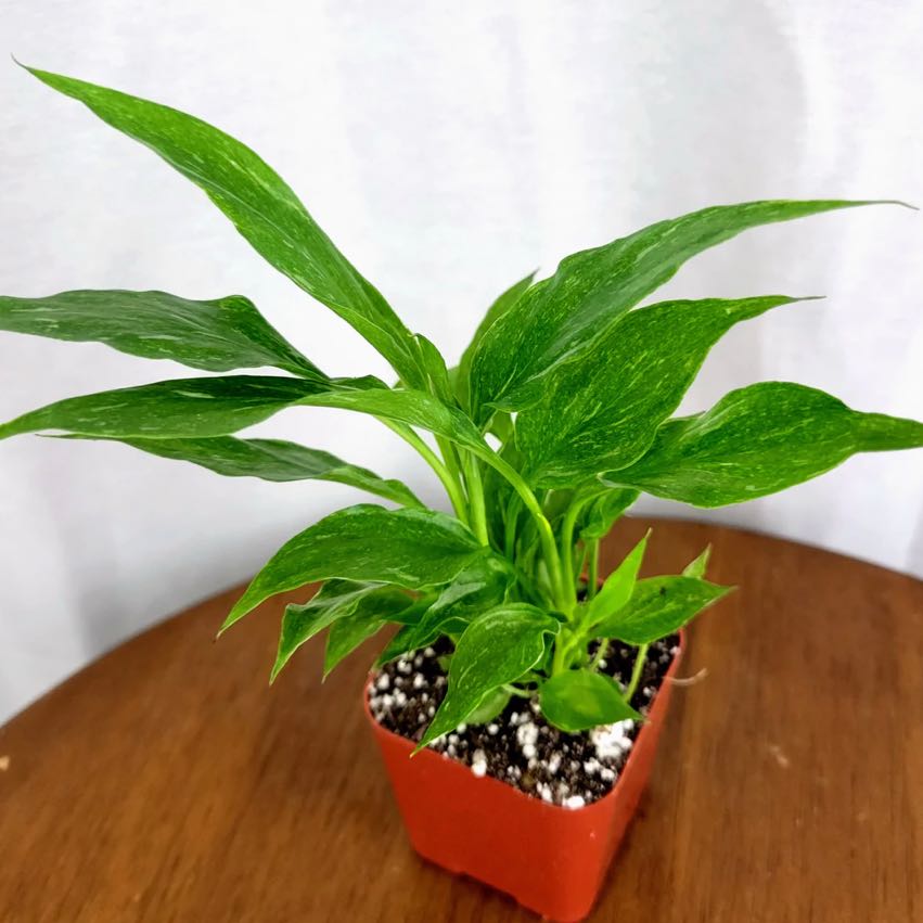 Variegated Peace Lily in a small pot with healthy green leaves and visible soil.