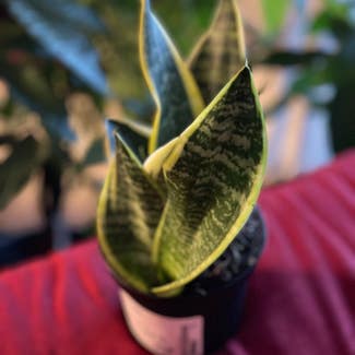 Snake Plant plant in District Heights, Maryland