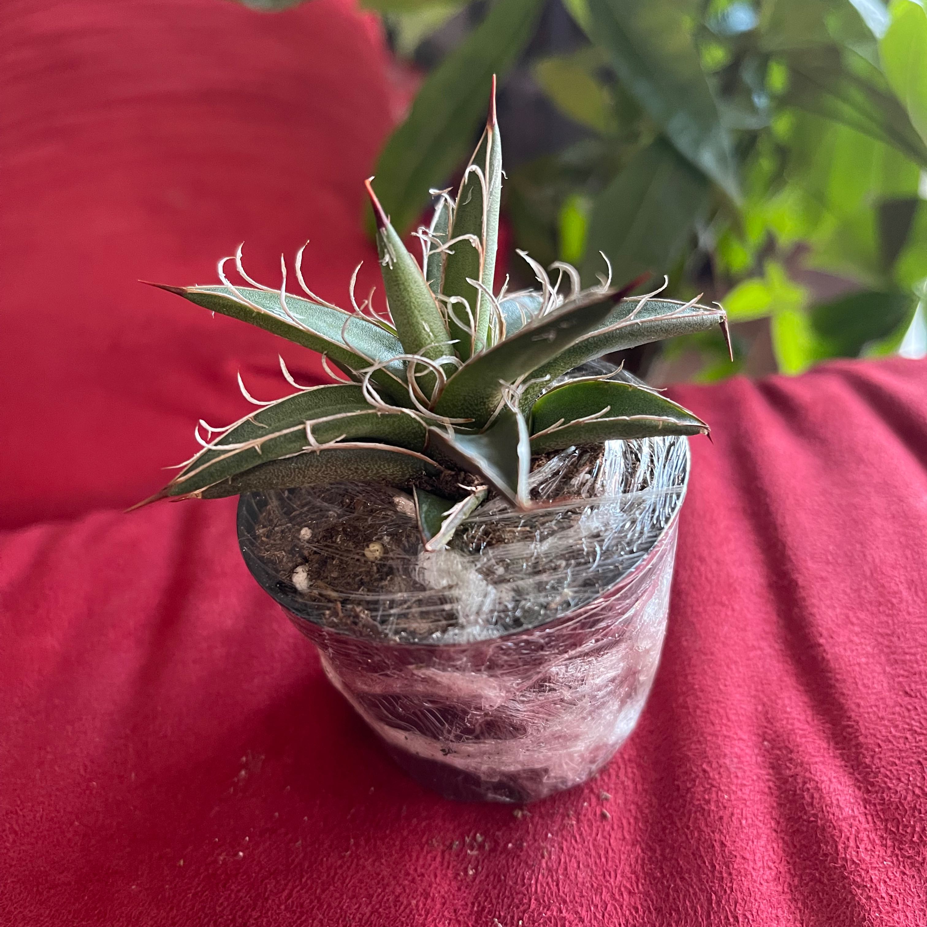 Photo of the plant species Agave × leopoldii by @Ellasoasis89 named Your plant on Greg, the plant care app