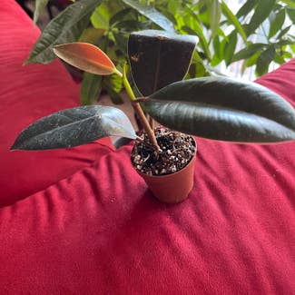 Rubber Plant plant in District Heights, Maryland