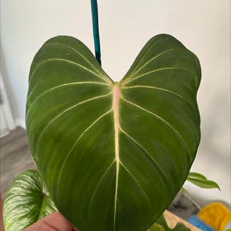 Philodendron gloriosum plant in District Heights, Maryland