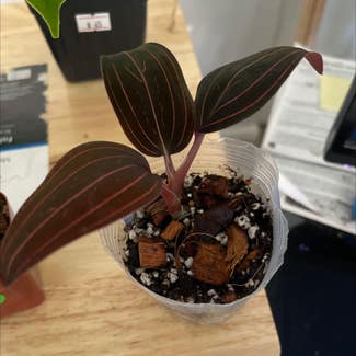 Jewel Orchid plant in District Heights, Maryland