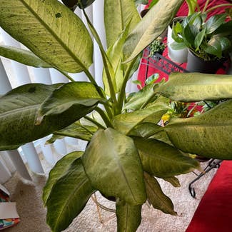 Dieffenbachia 'Camouflage' plant in District Heights, Maryland