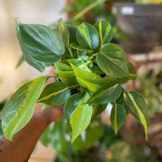 Heartleaf Philodendron plant in District Heights, Maryland