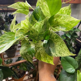 Marble Queen Pothos plant in District Heights, Maryland