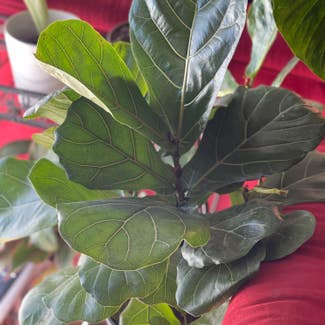 Fiddle Leaf Fig plant in District Heights, Maryland