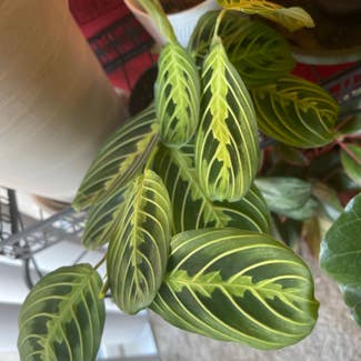 Green Prayer Plant plant in District Heights, Maryland