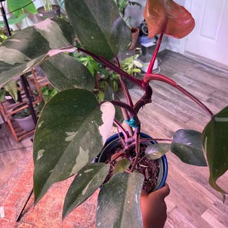 Pink Princess Philodendron plant in District Heights, Maryland