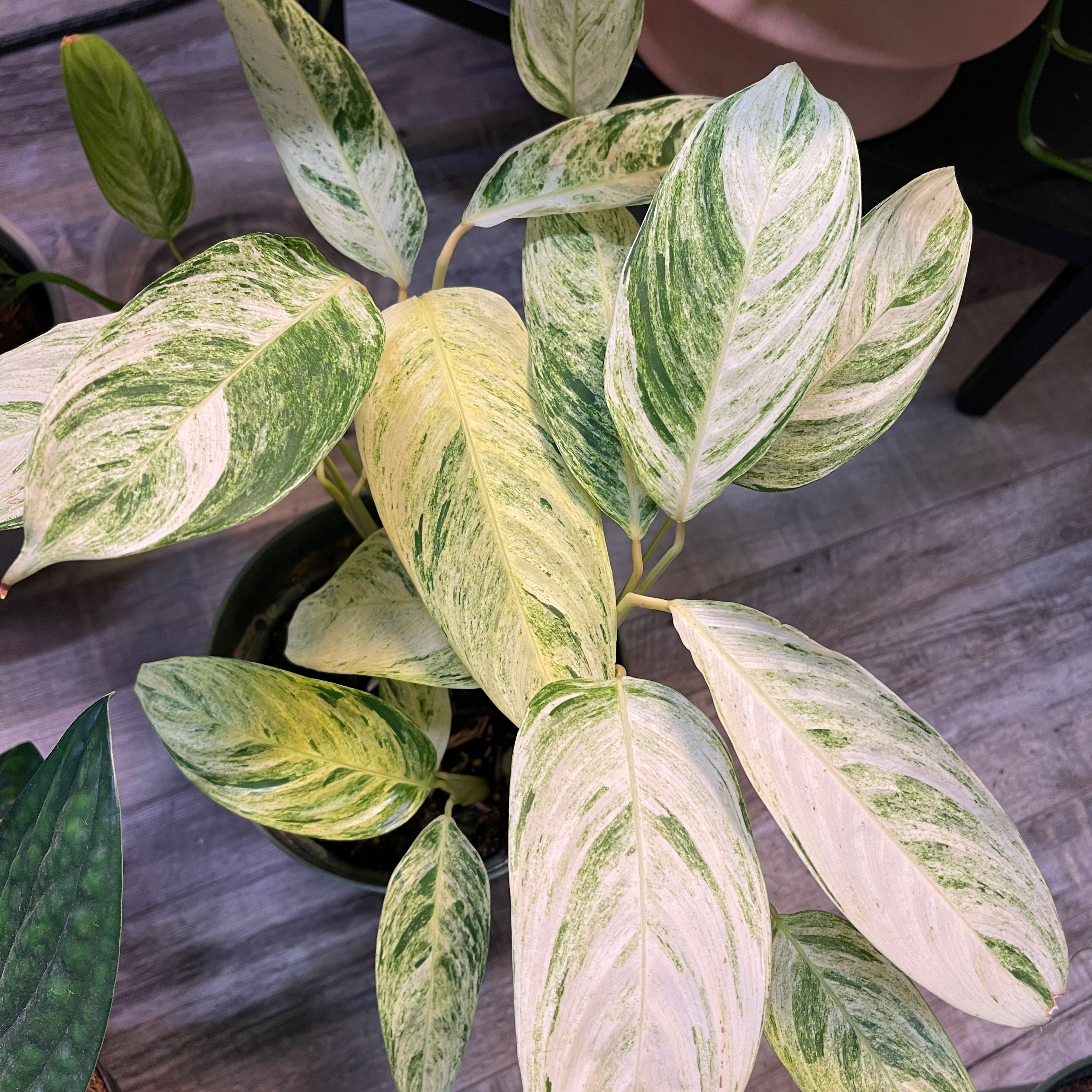 Photo of the plant species Charlie's Stromanthe by @Ellasoasis89 named Bruce Lee on Greg, the plant care app