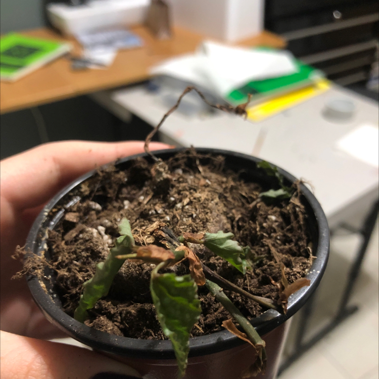 Felix 🐣☀️♥️