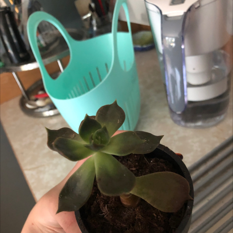A healthy Ghost Echeveria succulent in a small pot, held by a hand with household items in the background.