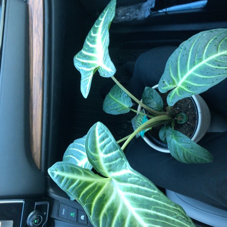 Xanthosoma Angel wings plant with large green leaves and white veins in a pot on a person's lap inside a car.