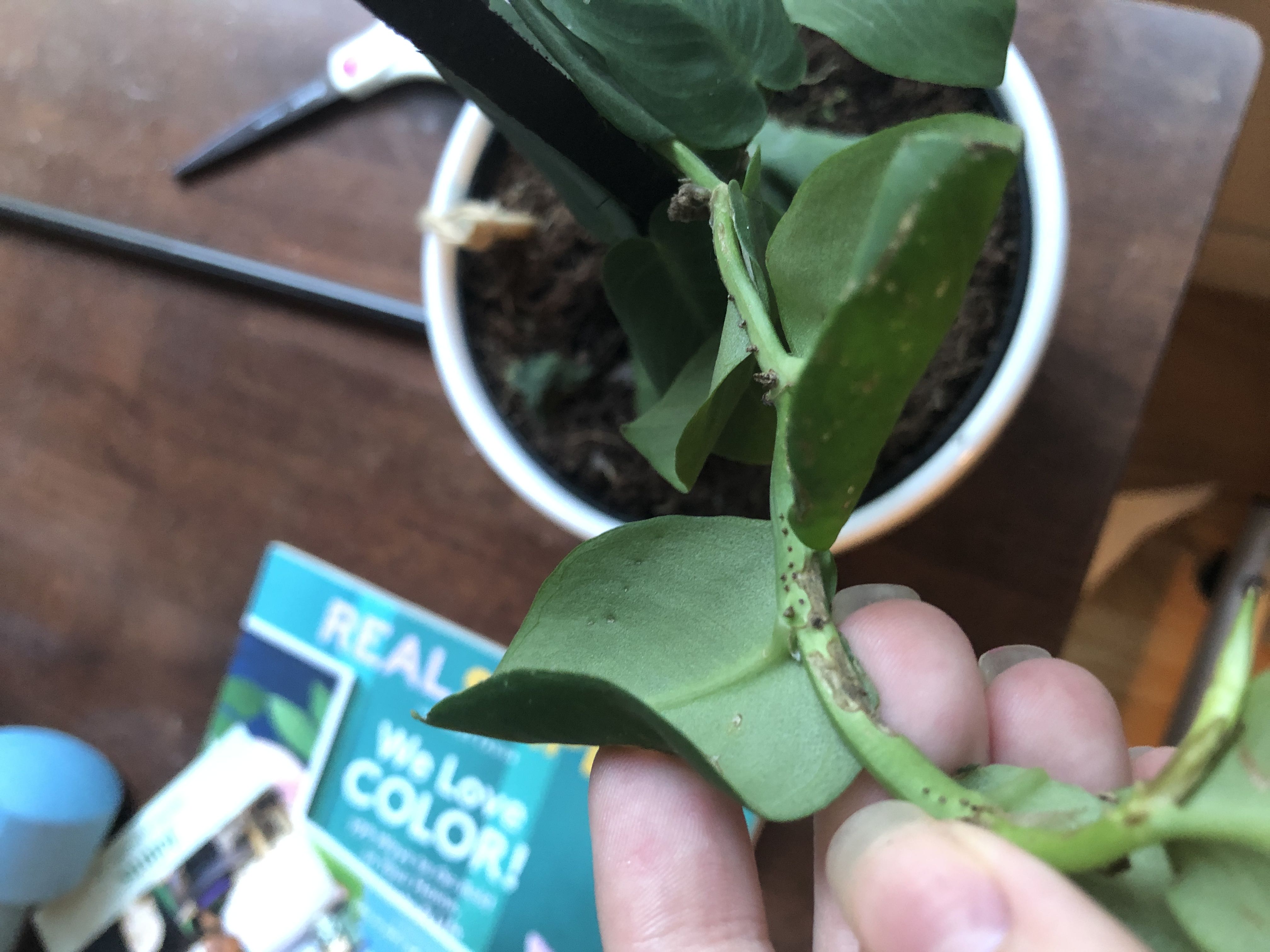 Photo from the post
