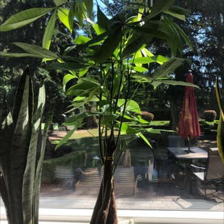 Money Tree plant in Redmond, Washington