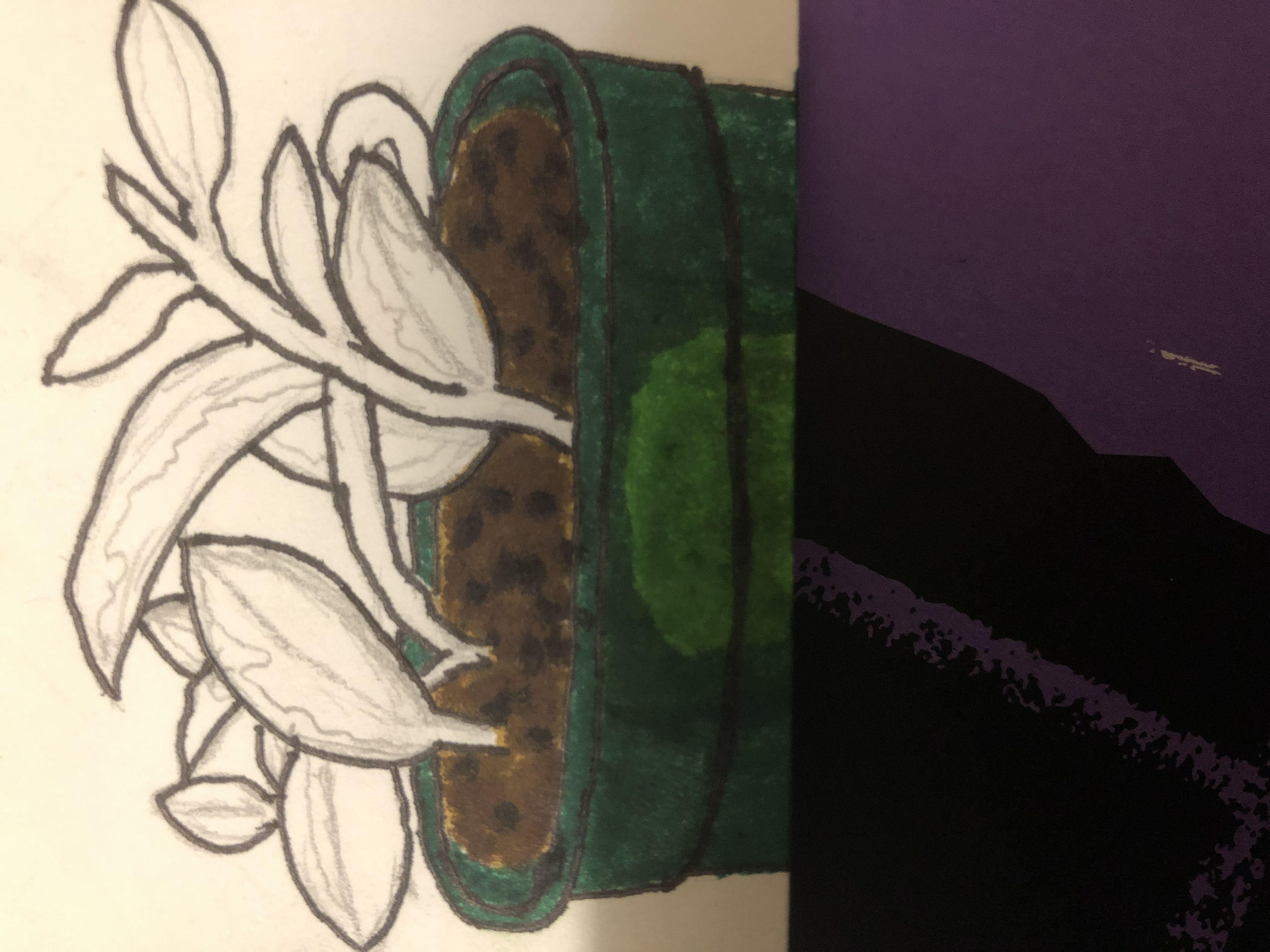 Photo from the post