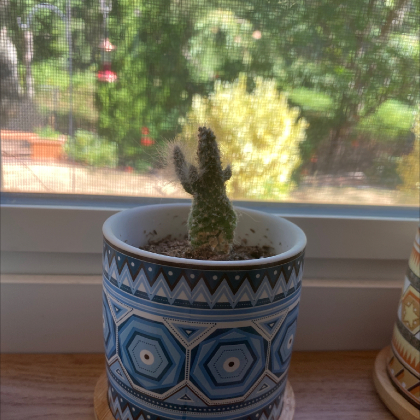 Photo of the plant species Hooked Cactus by @nauticalnuisance named the tiniest cowboy in the west on Greg, the plant care app